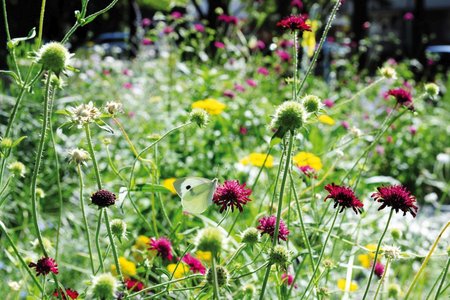 Ein bunter Mix aus verschiedenen Blumenarten verleiht der Beetfläche ein abwechslungsreiches Farbspiel, das zahlreiche Insekten wie Bienen oder Schmetterlinge anzieht – auch für die Besucher ein echter Blickfang.