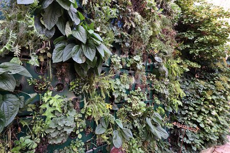 Op de binnenplaats van de opdrachtgever is bijna over het hele oppervlak van de plantenwand weelderig groen ontstaan. Dat ziet er niet alleen mooi uit, maar zorgt er ook voor dat de binnenplaats op warme dagen wordt gekoeld.  Foto: Richard Brink GmbH & Co. KG