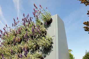 Die Pflanzwand wird mit Pflanzballen bepflanzt, die horizontal eingesetzt werden