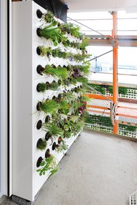 Des photos prises lors des travaux illustrent bien la structure des murs végétalisés : des cassettes à planter sont suspendues sur des rails porteurs fixés à la façade qui reste bien ventilée. Au niveau du sol, des pieds supportent le poids des plantations pour soulager la façade.  Photo : Richard Brink GmbH & Co. KG