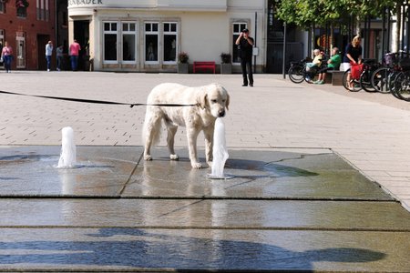 Voor groot en klein, mens en dier is de nieuwe fontein een welkome plek om te vertoeven, te spelen en zich te verfrissen.
