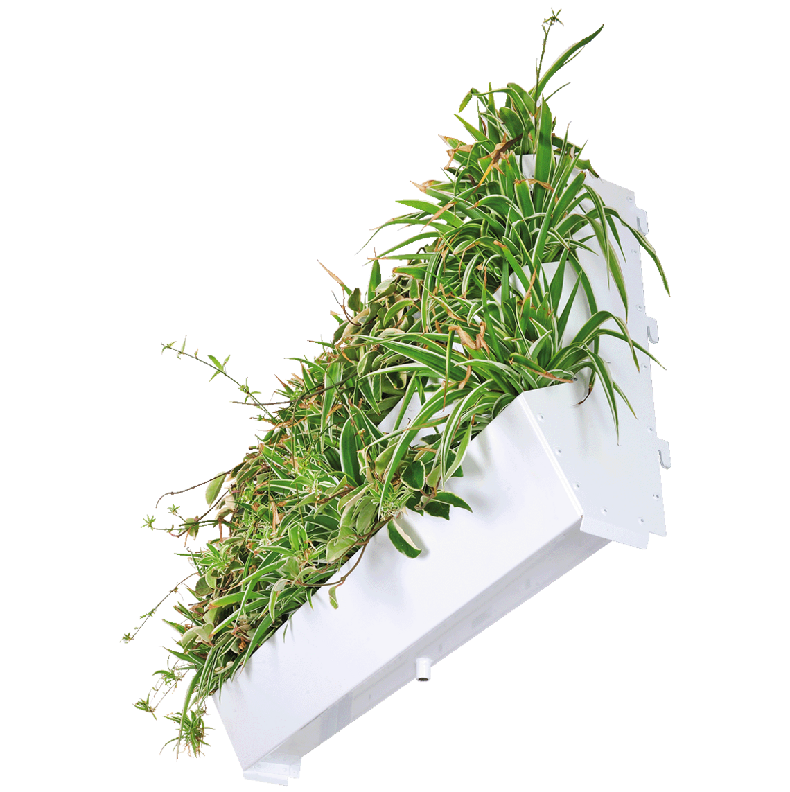 Getreppte Pflanzkassetten mit hängenden Pflanzen für die Pflanzwand Adam von Richard Brink