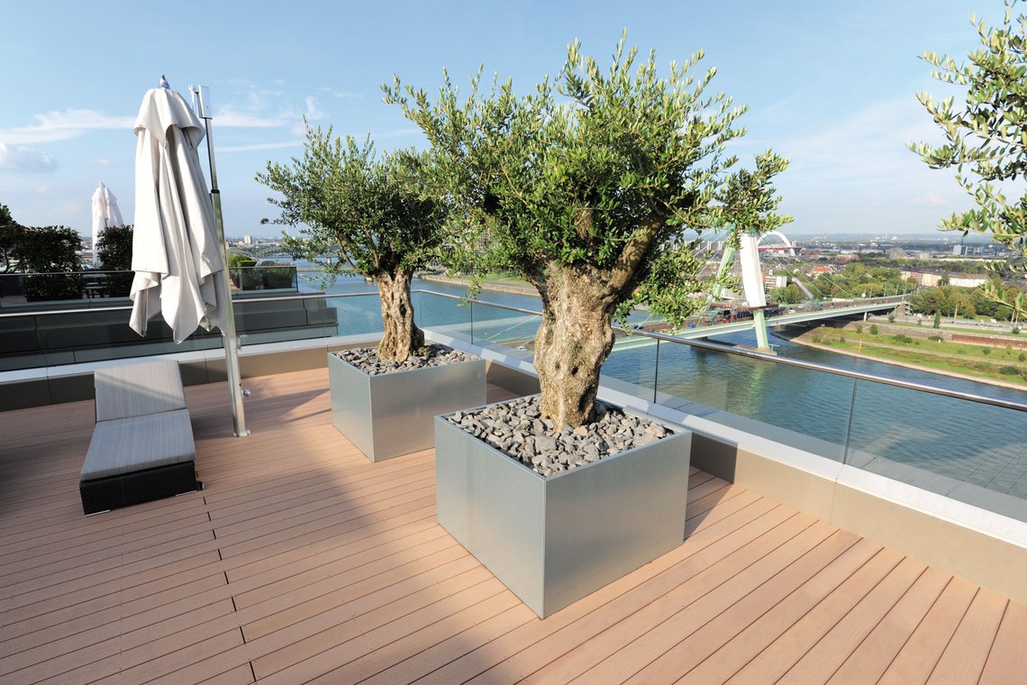 XXL Pflanzkästen mit Olivenbäumen auf einer Dachterrasse in der Sonne